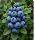 Blueberries growing on the plant
