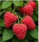 Raspberries growing on the plant