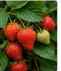 Strawberries growing on the plant