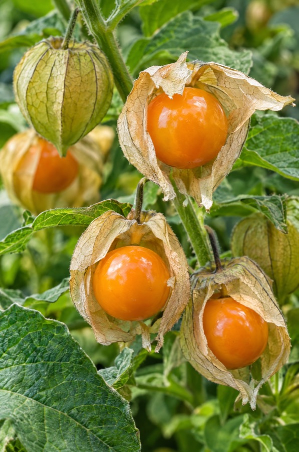 Fresh cape gooseberry