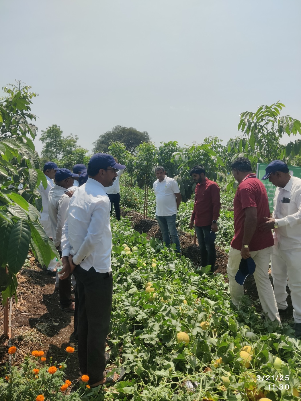 Visitors walking through the crop rows with the FarmPlex team