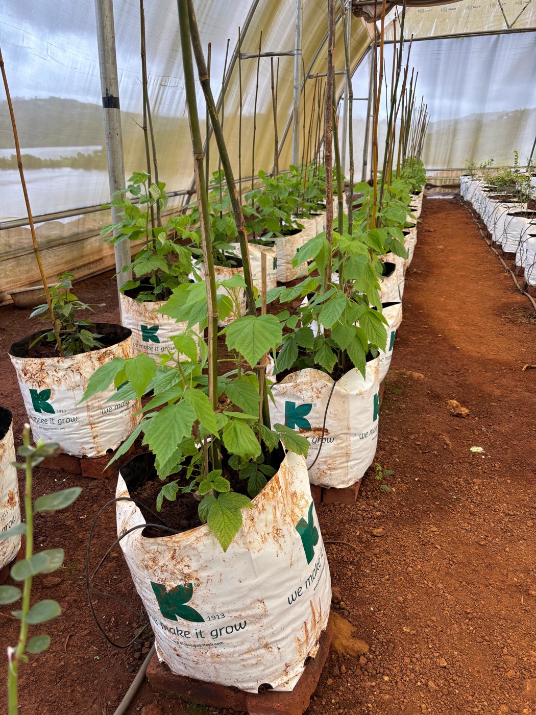 Raspberry plants growing in grow bags inside a FarmPlex polyhouse
