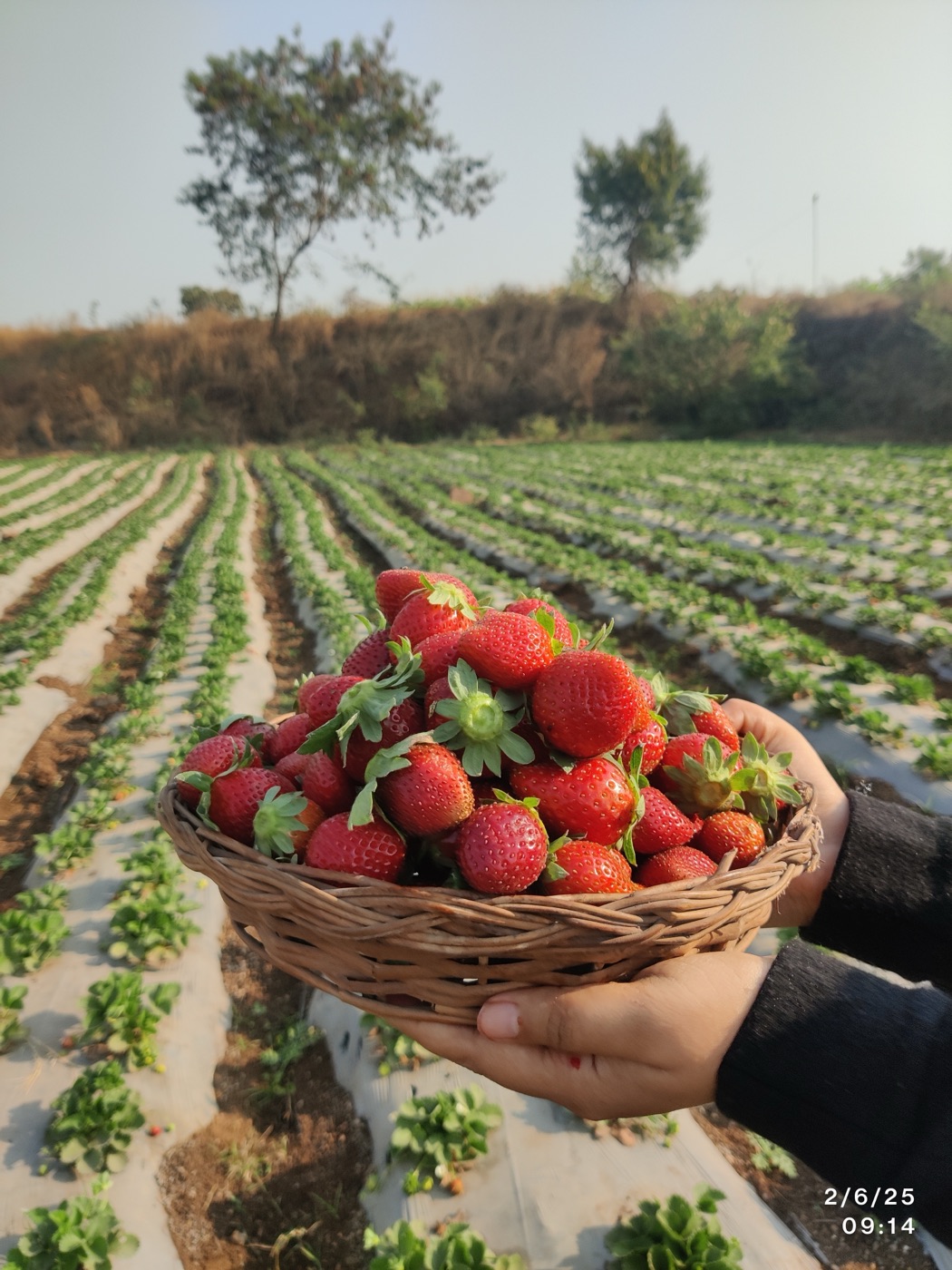 A basket of freshly picked strawberries in the field